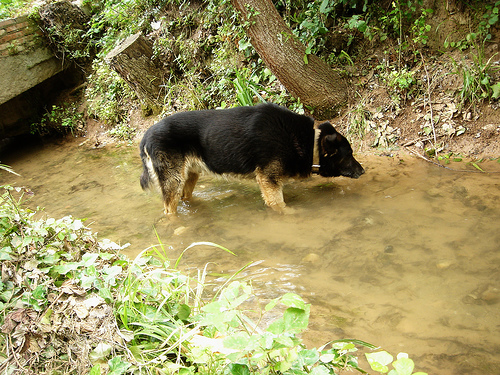 Question: pour la santé de mon chien?